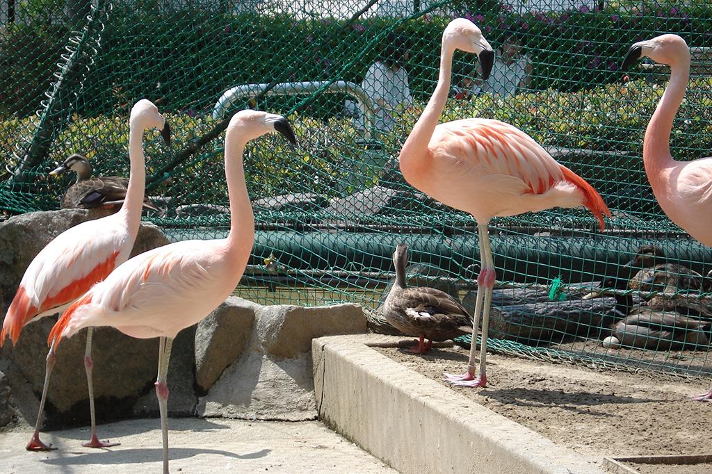 チリーフラミンゴ 動物図鑑 岡崎おでかけナビ 岡崎市観光協会公式サイト