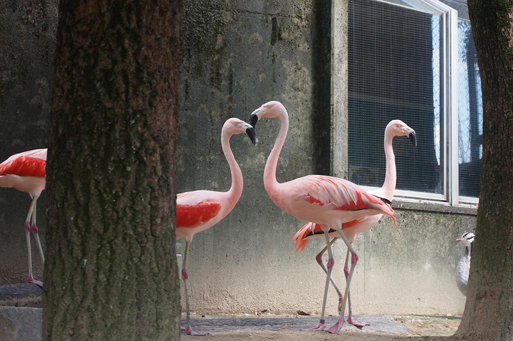 チリーフラミンゴ 動物図鑑 岡崎おでかけナビ 岡崎市観光協会公式サイト