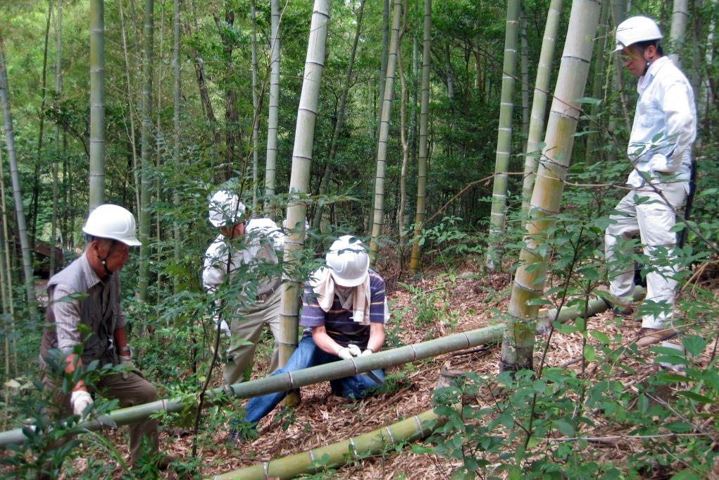 竹は地下茎でどんどん拡大…竹林対策も考えます