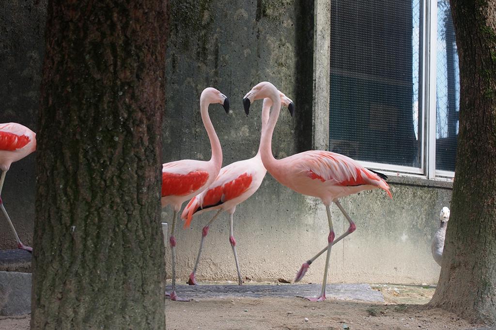 チリーフラミンゴの秘境 チリーフラミンゴの秘境 チリーフラミンゴの秘境 チリー
