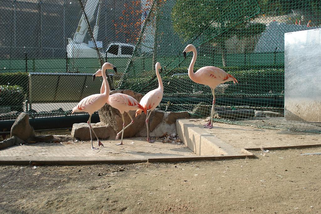 チリーフラミンゴ 動物図鑑 岡崎おでかけナビ 岡崎市観光協会公式サイト