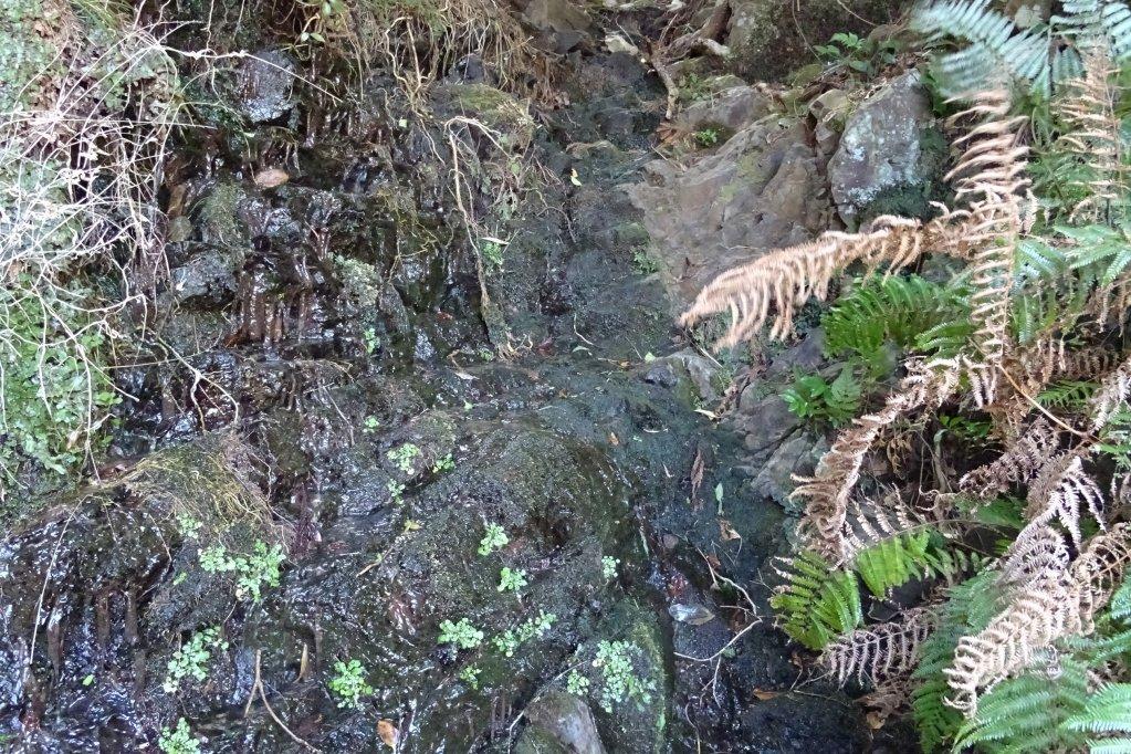 湧水が小さな滝となって流れています。