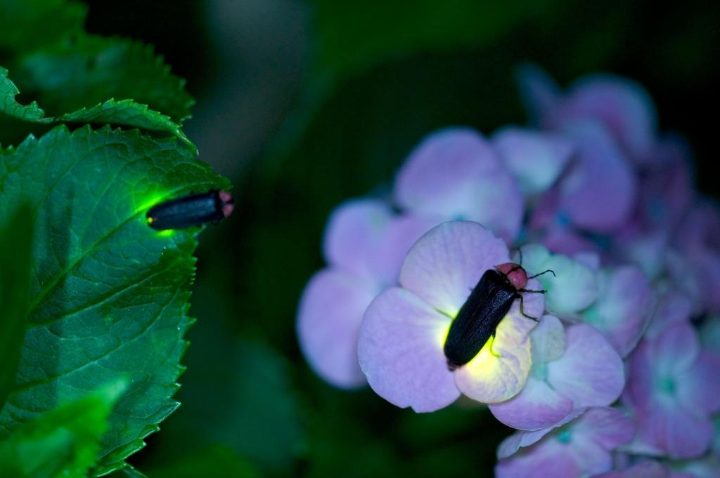 鳥川ホタルの里｜見どころ・施設紹介｜水とみどりの森の駅｜岡崎