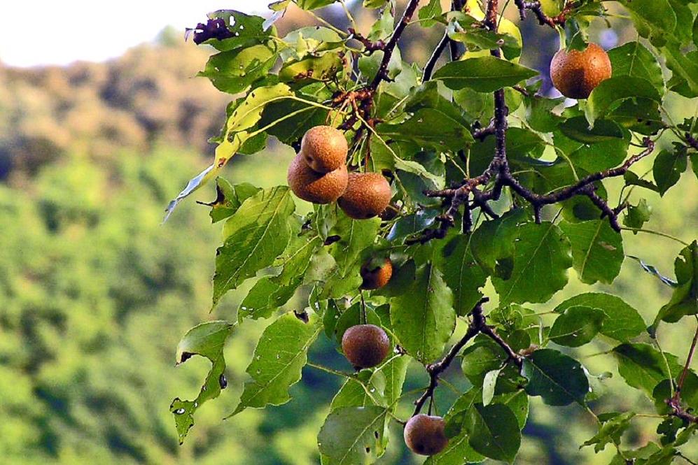 「トヨトミ梨」は世界に1本だけ。この場所にしかない大変珍しい樹木