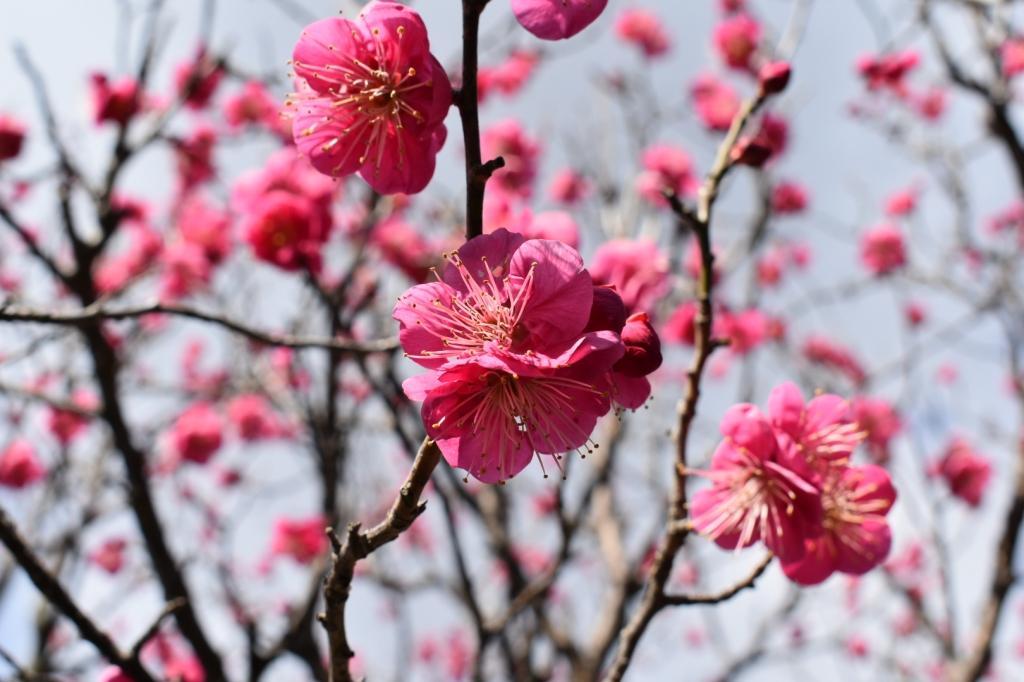 岡崎天満宮　梅まつり