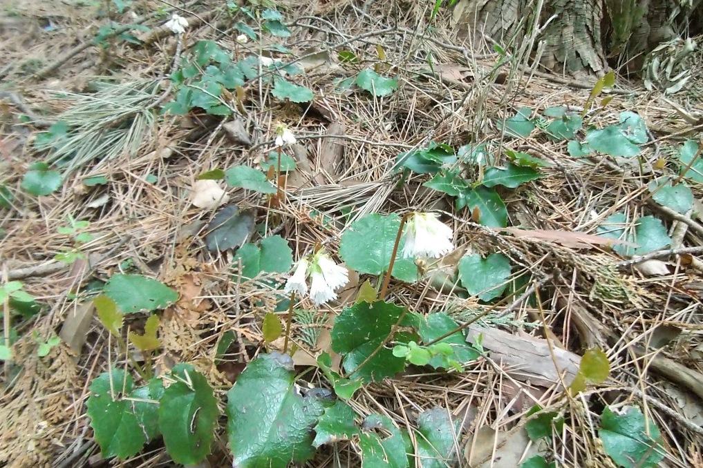 春にはナンカイイワカガミが華麗な花をつけます。