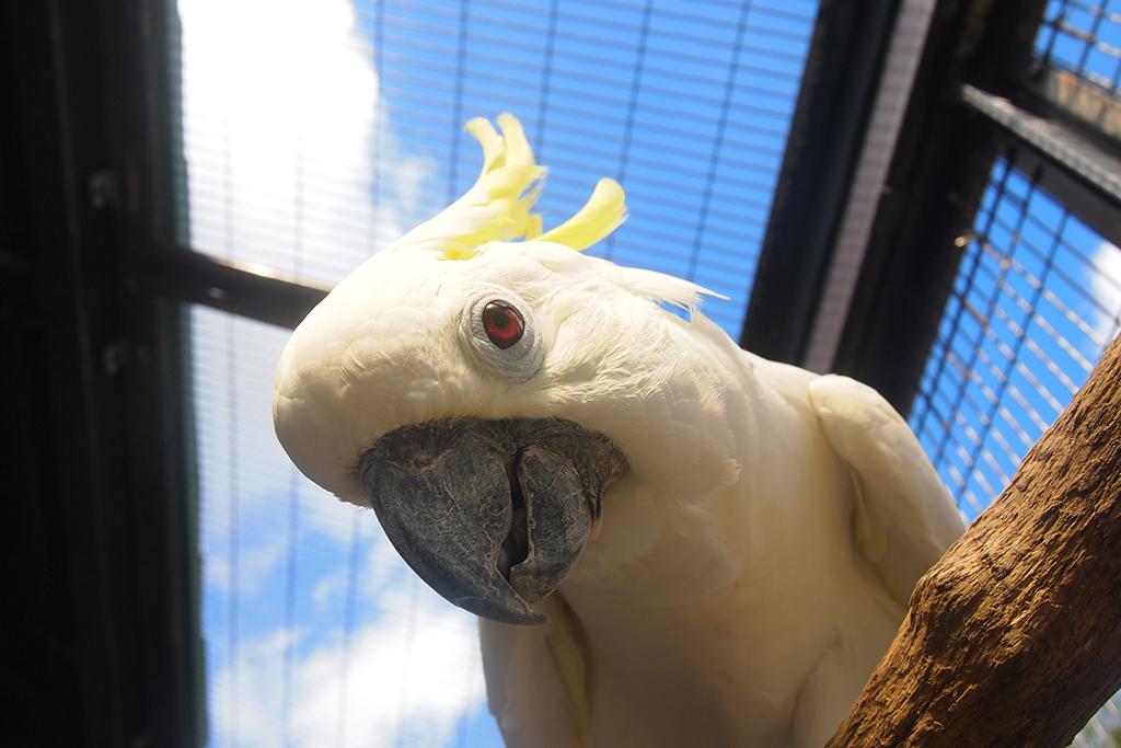 キバタン｜動物図鑑｜岡崎おでかけナビ - 岡崎市観光協会公式サイト