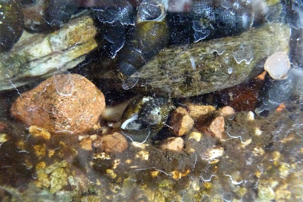 カワニナ（巻貝）しか食べません。