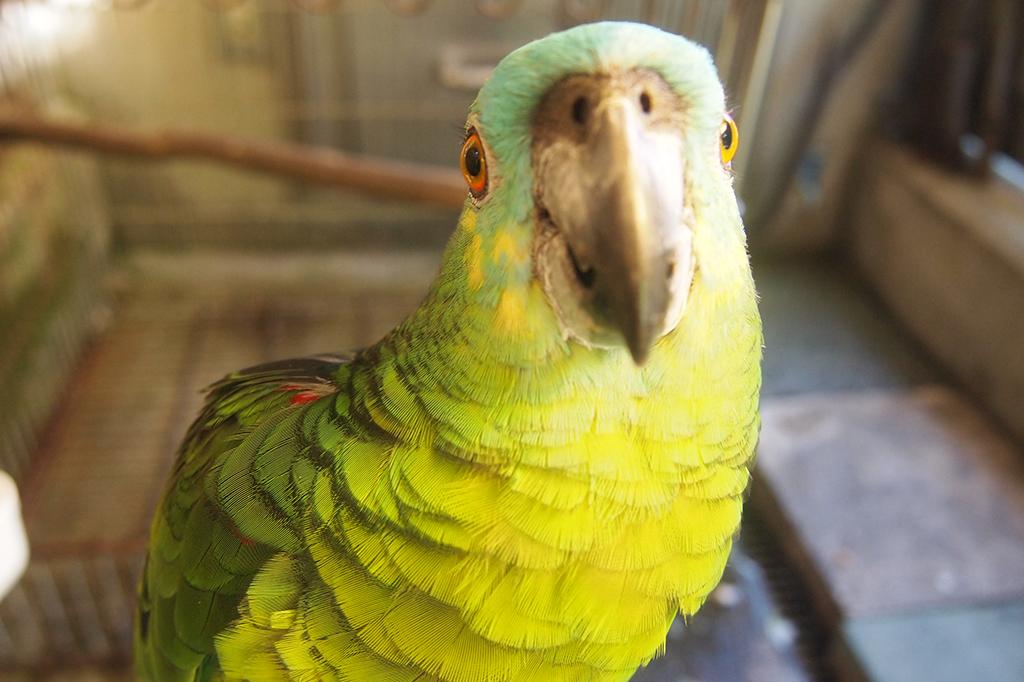 アオボウシインコ 動物図鑑 岡崎おでかけナビ 岡崎市観光協会公式サイト