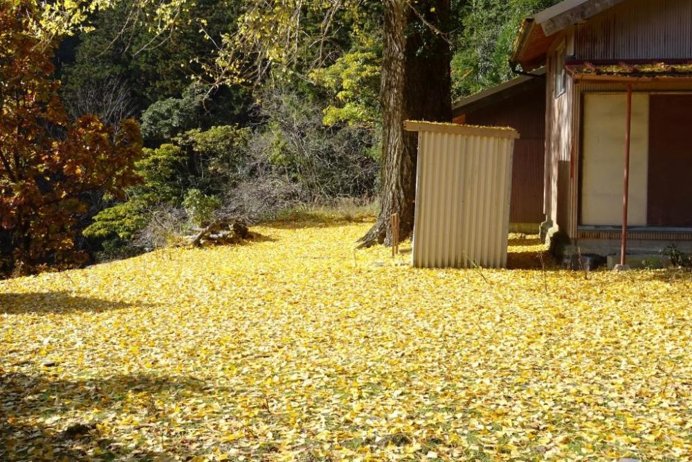 一面の落ち葉はまるで黄色いじゅうたんの様