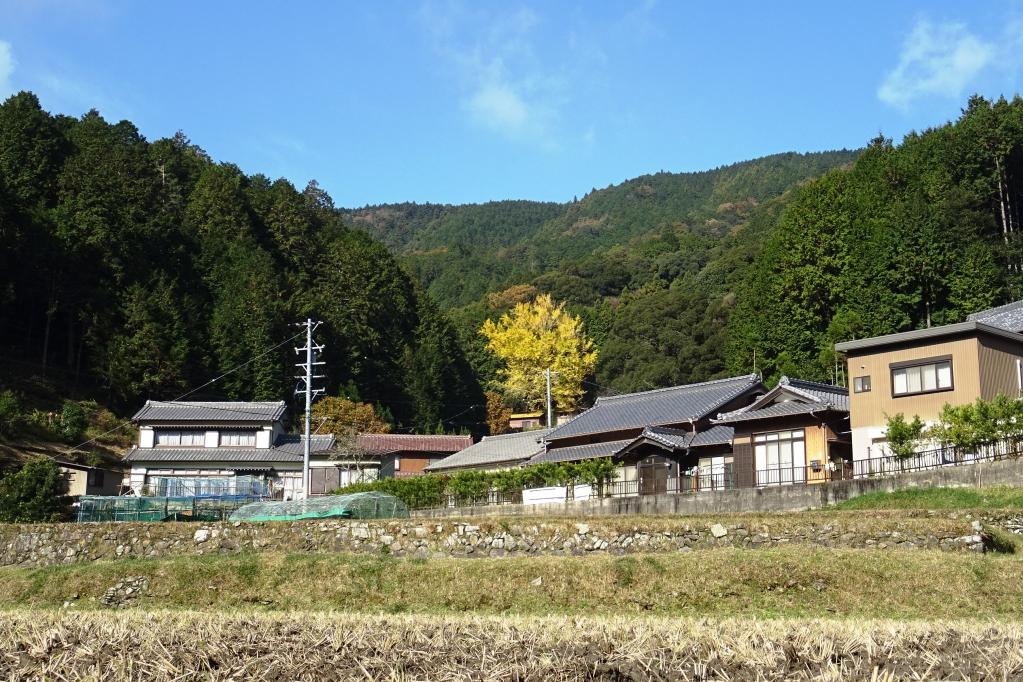 慈徳院の大イチョウ