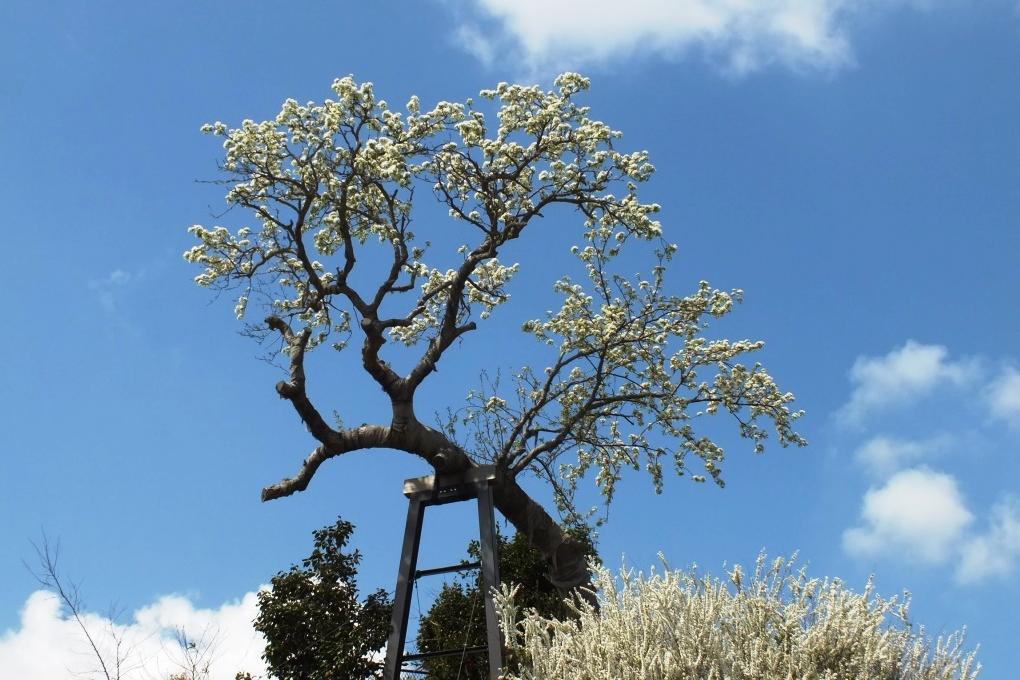 4月には一斉に花が咲きます