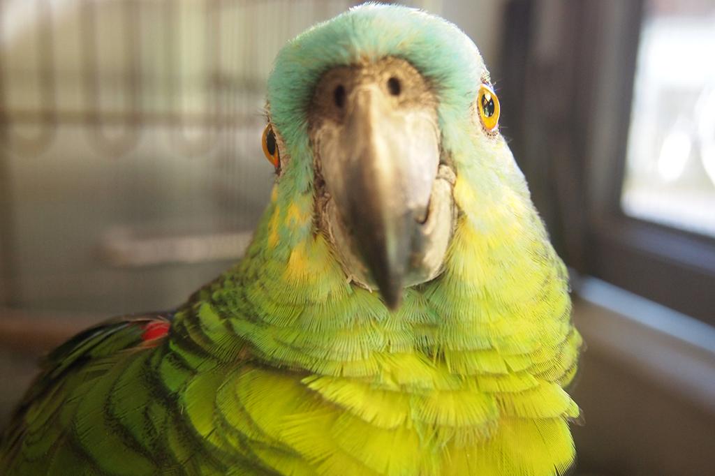 アオボウシインコ 動物図鑑 岡崎おでかけナビ 岡崎市観光協会公式サイト