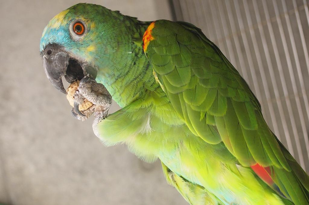 アオボウシインコ 動物図鑑 岡崎おでかけナビ 岡崎市観光協会公式サイト