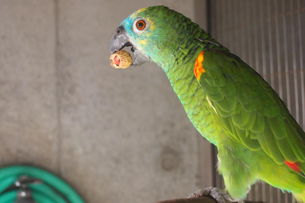 アオボウシインコ 動物図鑑 岡崎おでかけナビ 岡崎市観光協会公式サイト