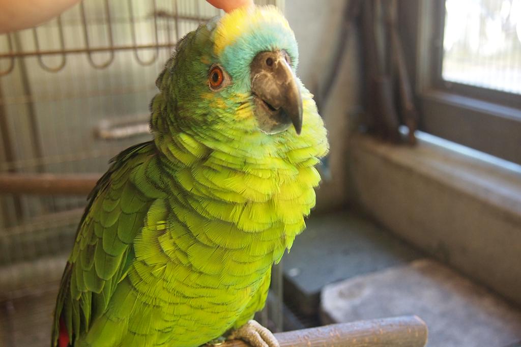 アオボウシインコ 動物図鑑 岡崎おでかけナビ 岡崎市観光協会公式サイト