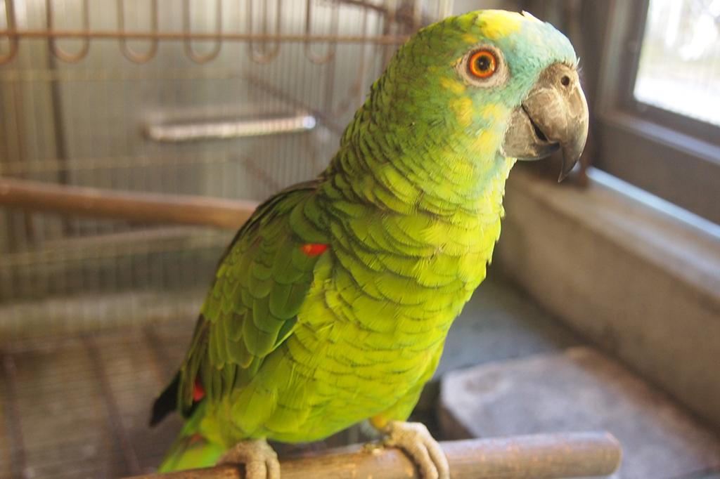 アオボウシインコ 動物図鑑 岡崎おでかけナビ 岡崎市観光協会公式サイト
