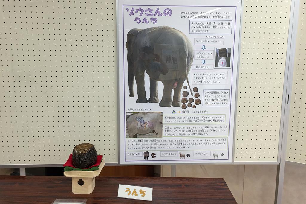 ふじ子の「うんち」のハンズオンの展示