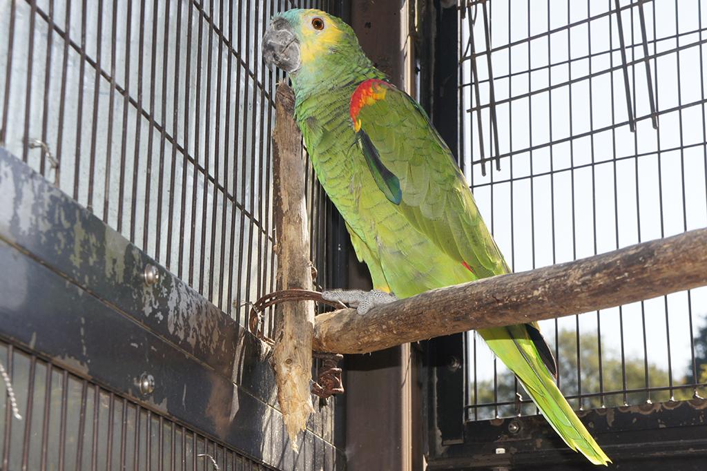 アオボウシインコ 動物図鑑 岡崎おでかけナビ 岡崎市観光協会公式サイト