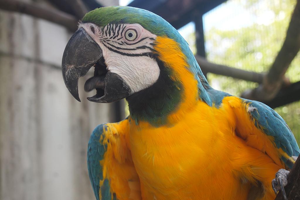 ルリコンゴウインコ 動物図鑑 岡崎おでかけナビ 岡崎市観光協会公式サイト