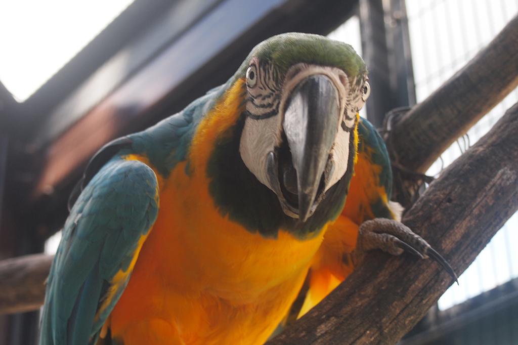 ルリコンゴウインコ 動物図鑑 岡崎おでかけナビ 岡崎市観光協会公式サイト