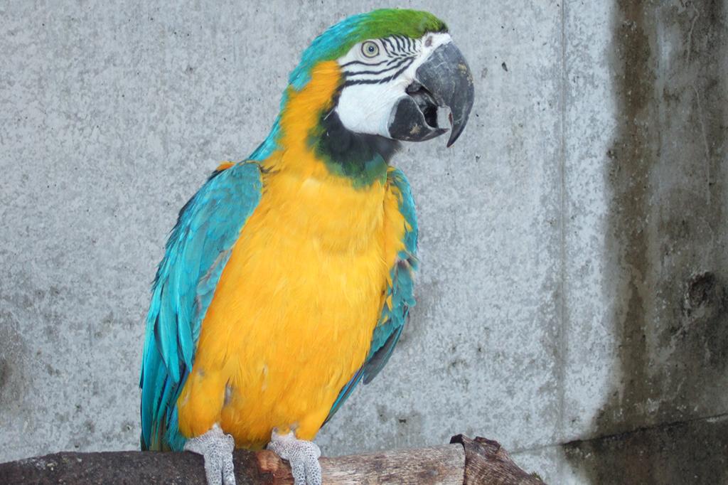 ルリコンゴウインコ|動物図鑑|岡崎おでかけナビ - 岡崎市観光 ルリコンゴウインコ|動物図鑑|岡崎おでかけナビ - 岡崎市観光
