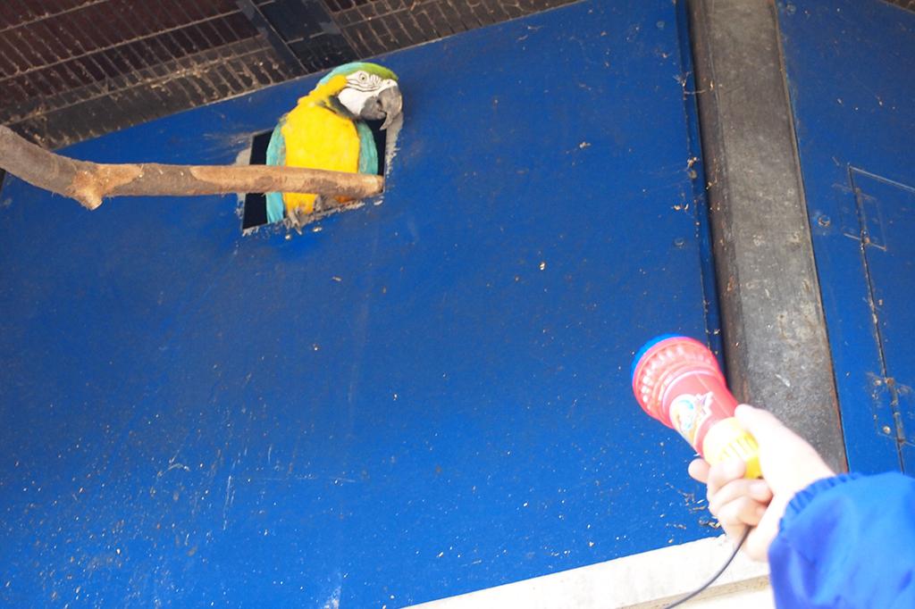 ルリコンゴウインコ 動物図鑑 岡崎おでかけナビ 岡崎市観光協会公式サイト