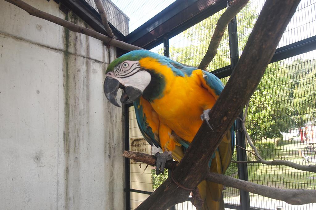 ルリコンゴウインコ 動物図鑑 岡崎おでかけナビ 岡崎市観光協会公式サイト