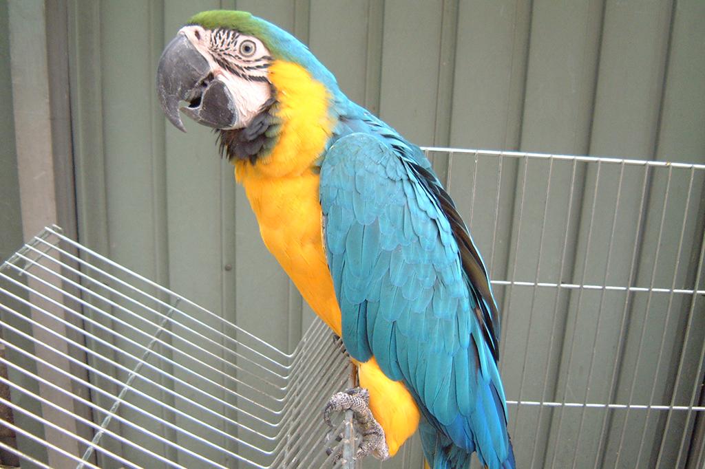 ルリコンゴウインコ 動物図鑑 岡崎おでかけナビ 岡崎市観光協会公式サイト