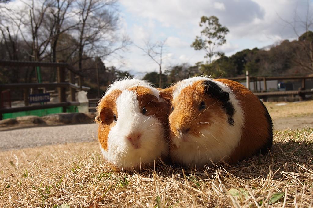 モルモット 動物図鑑 岡崎おでかけナビ 岡崎市観光協会公式サイト