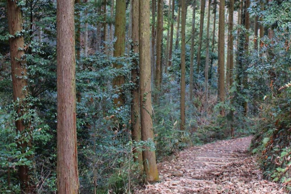 整然と立ち並ぶ木々