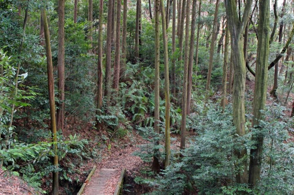 見上げる程の高さの木々が森の歴史を感じさせる