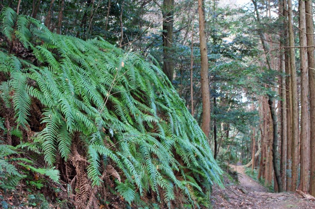 生い茂るシダはまるで恐竜時代のよう