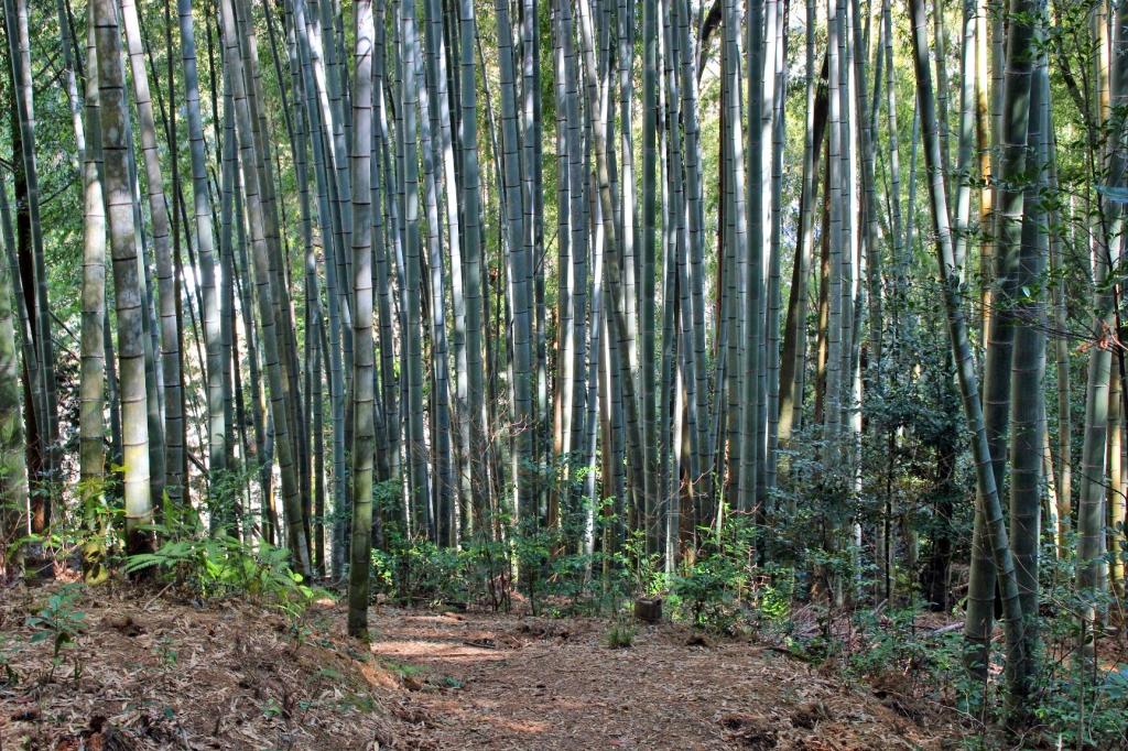 風が強い日は竹がぶつかってカラコロと音を立てます