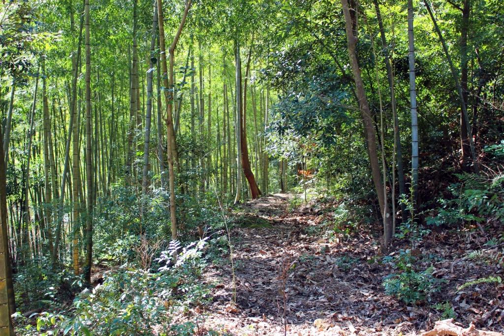 静かな竹林