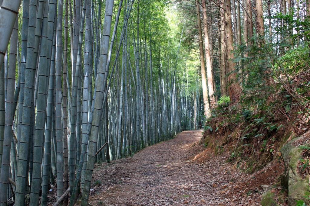 南門付近には太い竹が生え揃う