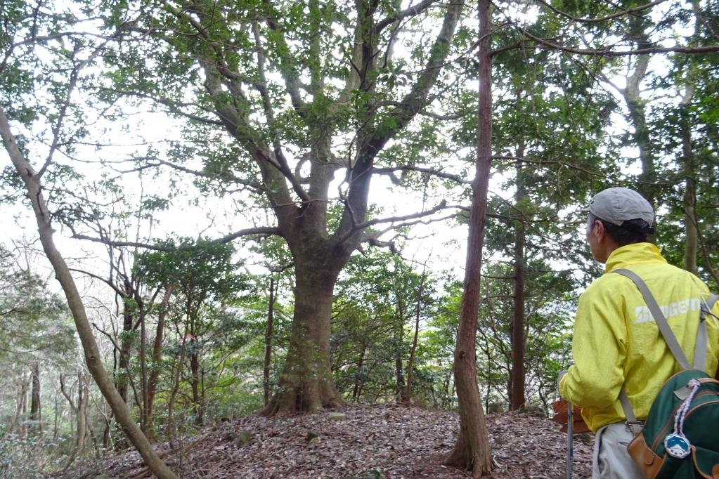 巨大なタブの木も必見