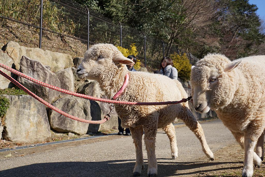 ヒツジ｜動物図鑑｜岡崎おでかけナビ - 岡崎市観光協会公式サイト