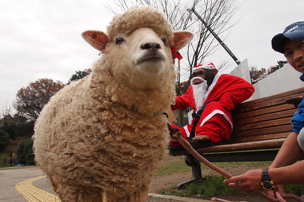 ヒツジ｜動物図鑑｜岡崎おでかけナビ - 岡崎市観光協会公式サイト