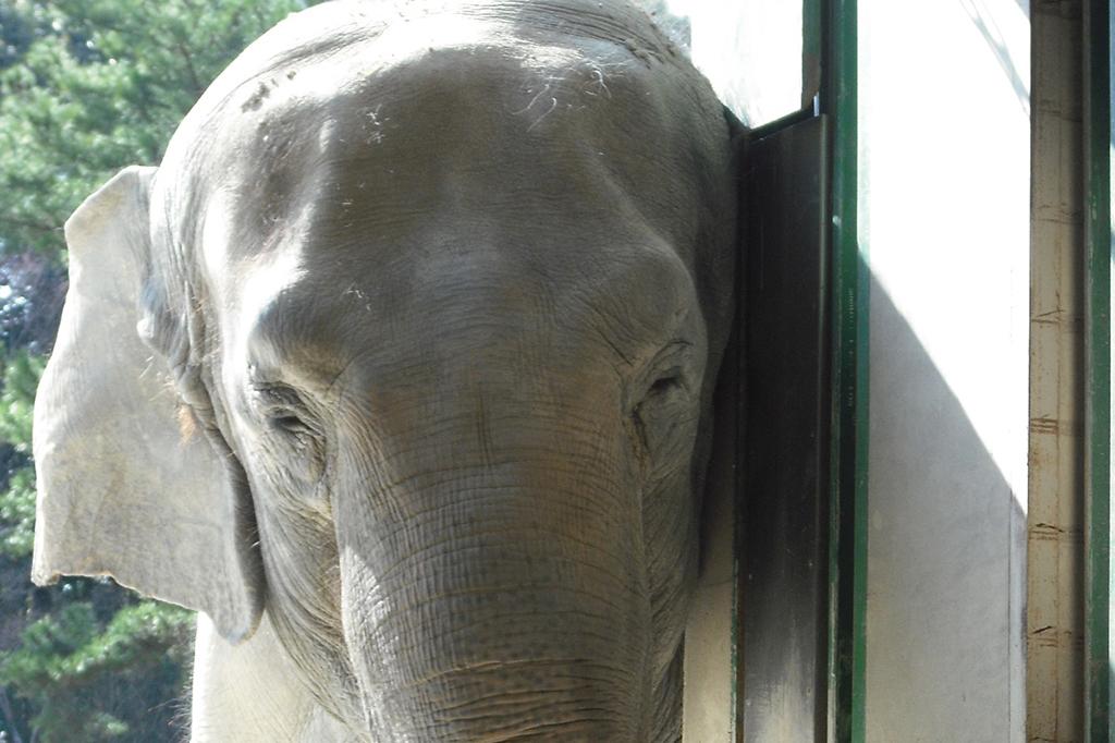 東公園動物園新ゾウ舎完成イベント【東公園動物園】