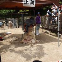 ヒツジの毛刈り【東公園動物園】