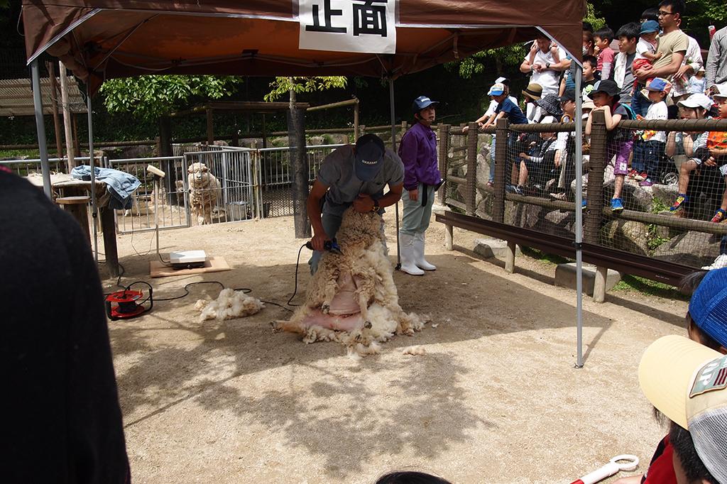 ヒツジの毛刈り【東公園動物園】