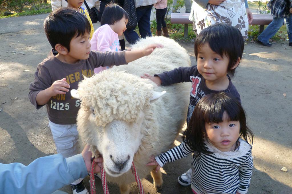 ヒツジ｜動物図鑑｜岡崎おでかけナビ - 岡崎市観光協会公式サイト
