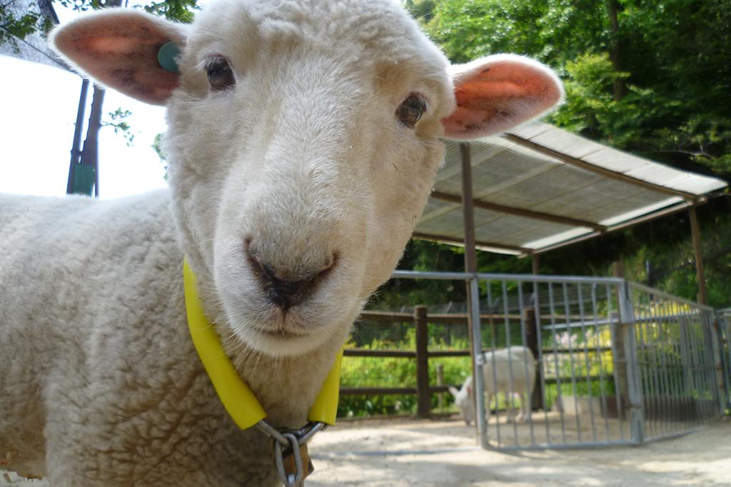 ヒツジ｜動物図鑑｜岡崎おでかけナビ - 岡崎市観光協会公式サイト