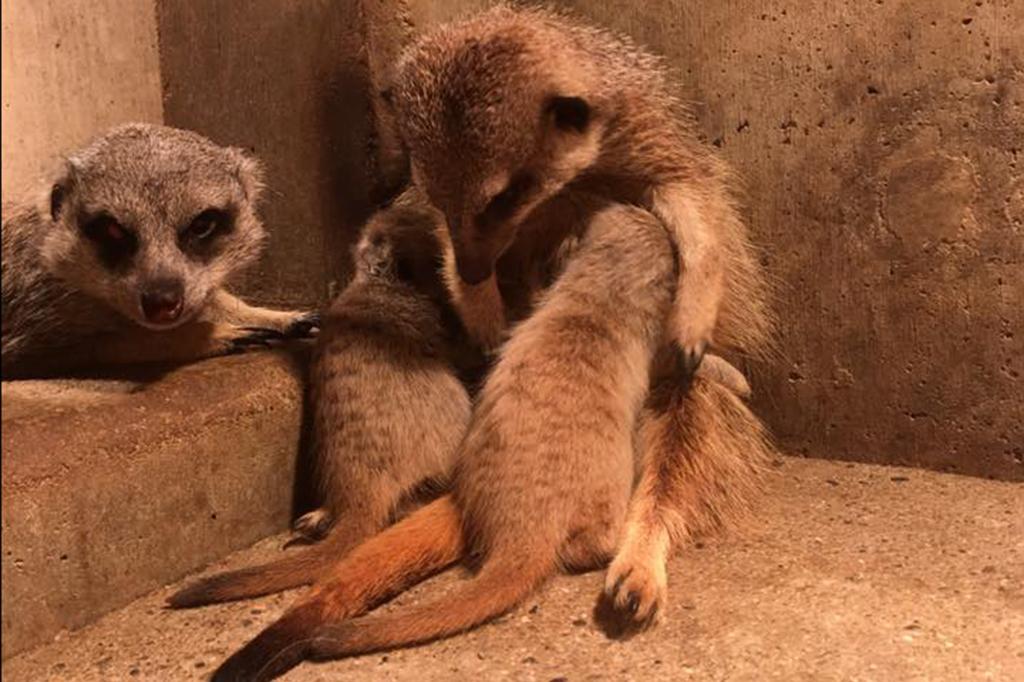 ミーアキャット｜動物図鑑｜岡崎おでかけナビ - 岡崎市観光協会公式サイト