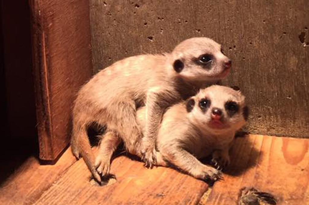 ミーアキャット｜動物図鑑｜岡崎おでかけナビ - 岡崎市観光協会公式サイト