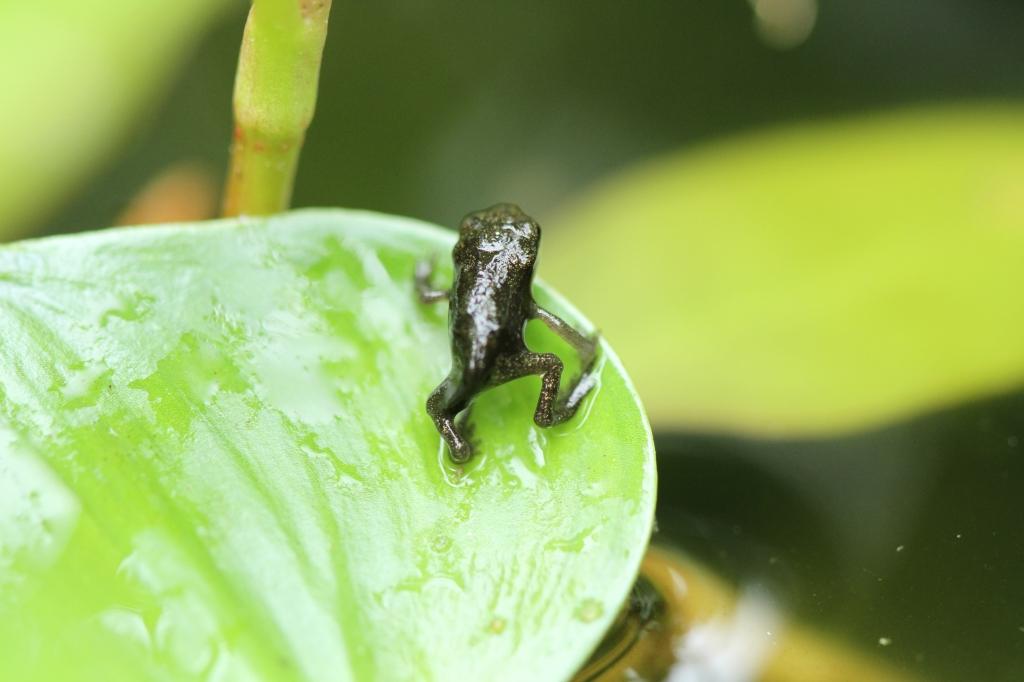 アズマヒキガエル 動植物図鑑 水とみどりの森の駅 岡崎おでかけナビ 岡崎市観光協会公式サイト