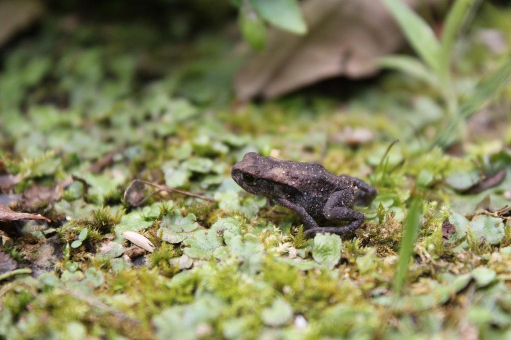 アズマヒキガエル 動植物図鑑 水とみどりの森の駅 岡崎おでかけナビ 岡崎市観光協会公式サイト