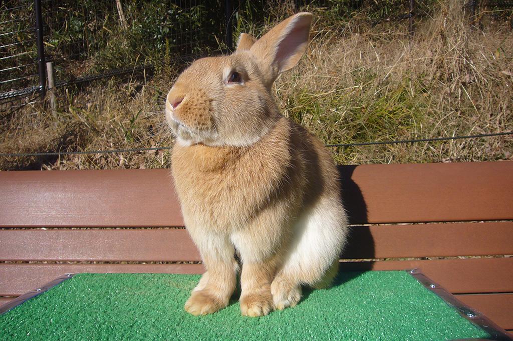 フレミッシュジャイアント｜動物図鑑｜岡崎おでかけナビ - 岡崎市観光