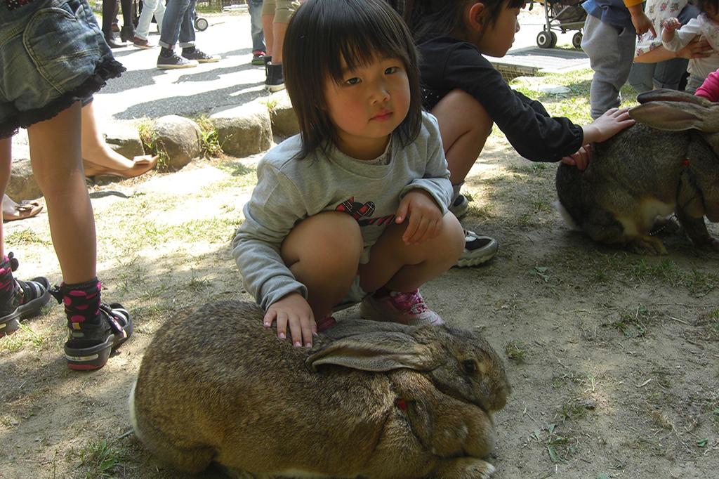 フレミッシュジャイアント｜動物図鑑｜岡崎おでかけナビ - 岡崎市観光
